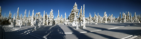 Panorama Photo: View on Frozen Trees from the Snowmobile Track, Lapland, Finland